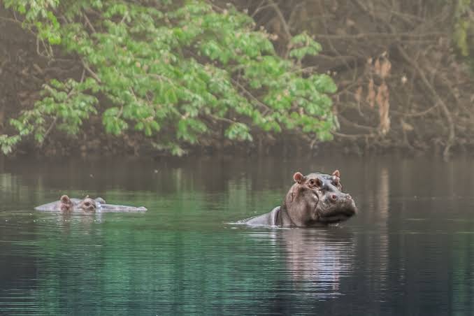 Kainji Lake National Park Image