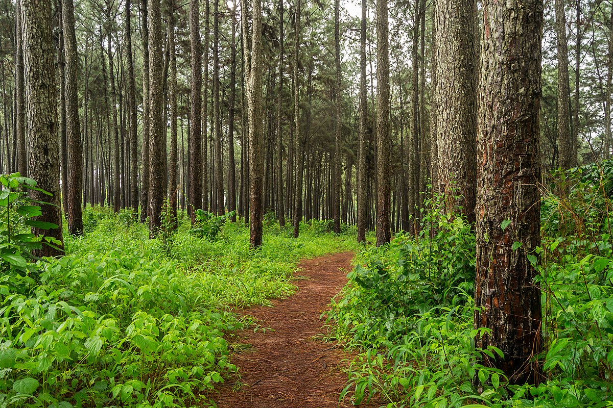 Ngwo Pine Forest Image