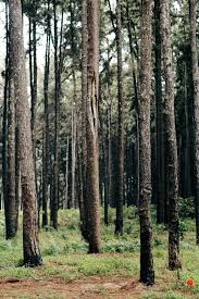 Ngwo Pine Forest Image 2