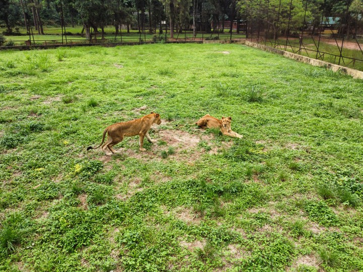 Nekede Zoo Image
