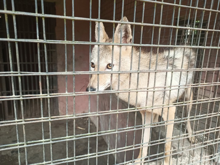 Nekede Zoo Image 2