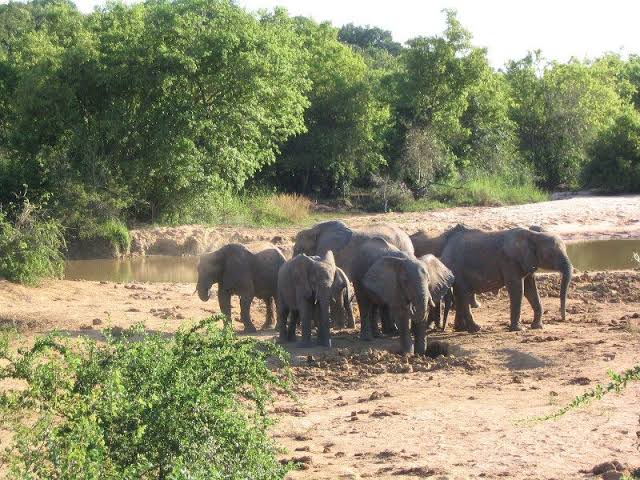 Yankari Game Reserve Image